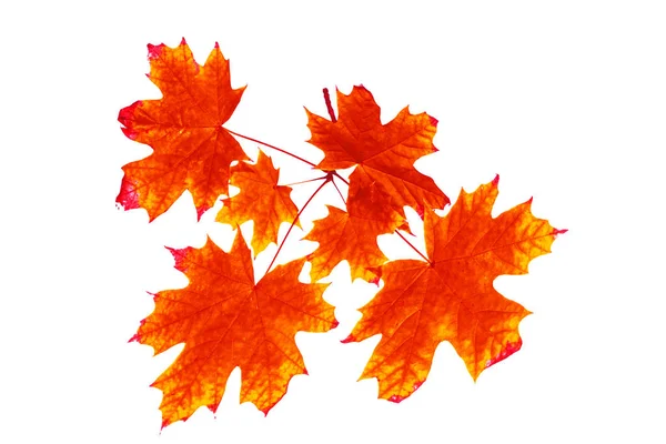 Zářivě barevné podzimní listí — Stock fotografie