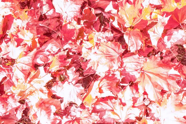 Herbstlandschaft mit leuchtend buntem Laub. Indischer Sommer. — Stockfoto