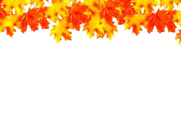 Bright colorful autumn leaves — Stock Photo, Image