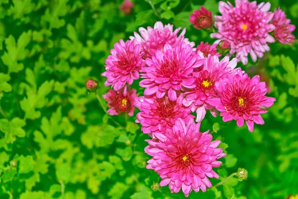 Coloridas flores de crisantemo sobre un fondo del lan de otoño —  Fotos de Stock