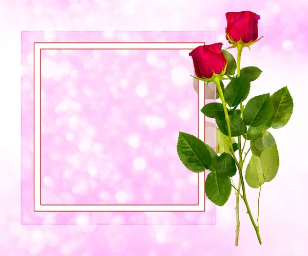 Květinové Růže. Přirozené pozadí. — Stock fotografie