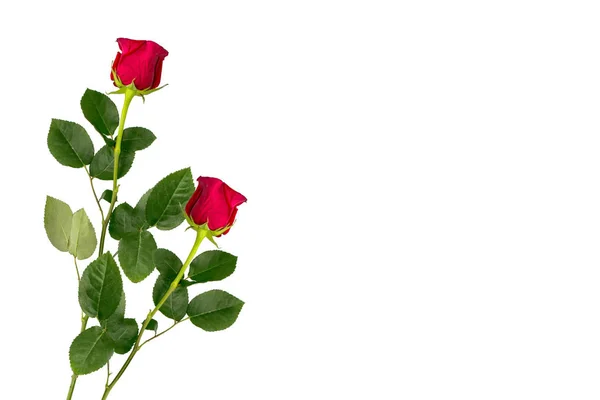 Blütenknospen Rosen auf weißem Hintergrund — Stockfoto