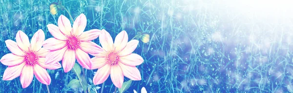 Bunte Blumen Dahlie auf dem Hintergrund der Sommerlandschaft — Stockfoto