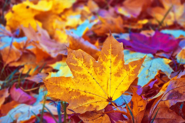 Parlak renkli yaprakları ile sonbahar arka plan. — Stok fotoğraf