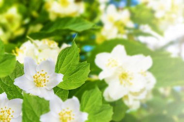 Yasemin şube hassas bahar çiçekleri beyaz