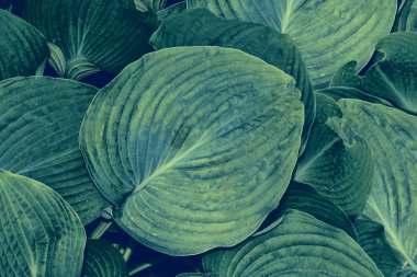 egzotik canlı yaprakların arka plan.