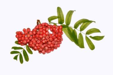 Demet kırmızı kürek böğürtlenleri 