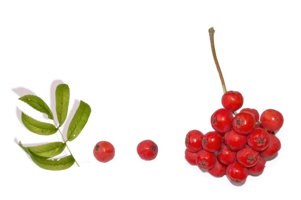 Bunches of red rowan berry — Stok Foto