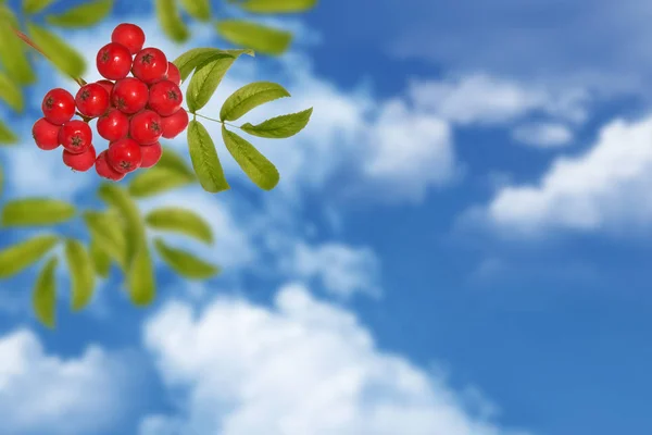 Vogelbeeren, Sorbus aucuparia, Eberesche. — Stockfoto