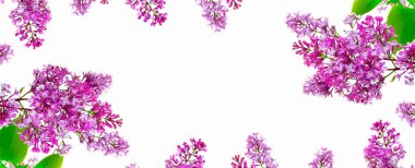 bahar çiçekleri beyaz arkaplanda yalıtılmış leylak. 