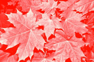 sonbahar manzara parlak renkli yeşillik ile. Pastırma yazı.