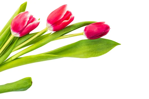 Spring colorful flowers tulips — Stock Photo, Image