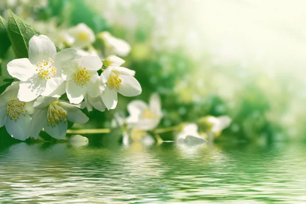 Jasmim branco O ramo delicadas flores de primavera — Fotografia de Stock