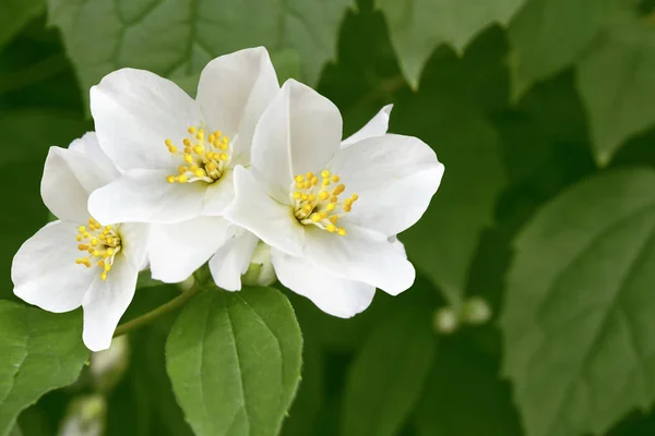 Λευκό γιασεμί το υποκατάστημα λεπτή ανοιξιάτικα λουλούδια — Φωτογραφία Αρχείου