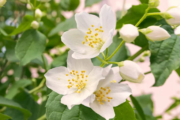 ホワイト ジャスミン支店繊細な春の花 — ストック写真