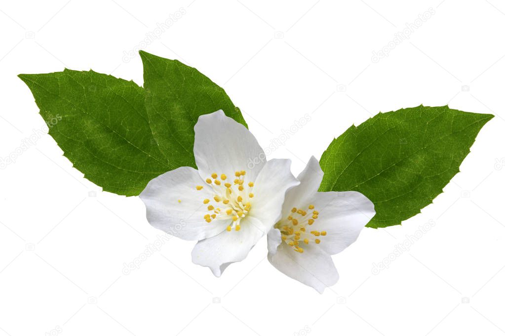 branch of jasmine flowers isolated on white background. 
