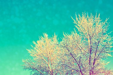  Karla kaplı ağaçlarla donuk kış ormanı.