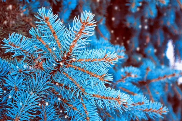 De takken van de kerstboom van sneeuw bedekte boom — Stockfoto