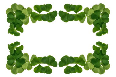 Yeşil yonca izole üzerinde beyaz arka plan bırakır. St.Patrick'ın 