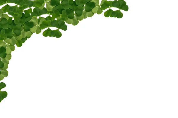 Zelený jetel listy izolované na bílém pozadí. St.Patrick — Stock fotografie