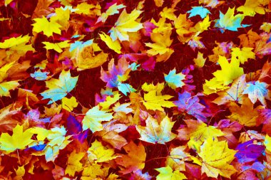 Parlak renkli yaprakları ile sonbahar arka plan.
