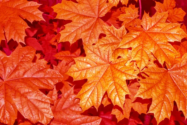 Herbstlandschaft mit leuchtend buntem Laub. Indischer Sommer. — Stockfoto