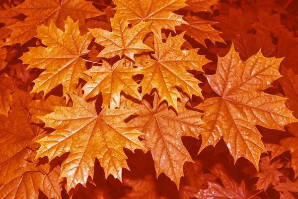 Herbstlandschaft mit leuchtend buntem Laub. Indischer Sommer. — Stockfoto