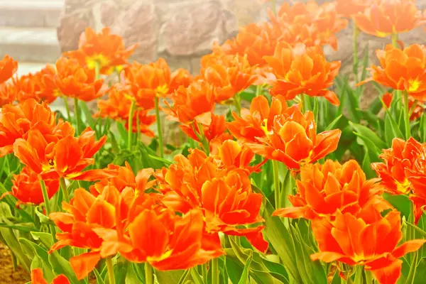 Helle und bunte Blumen Tulpe — Stockfoto