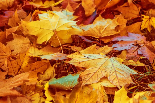 Fondo otoñal con hojas de colores brillantes . —  Fotos de Stock