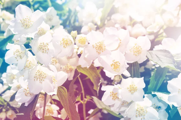 White jasmine The branch delicate spring flowers — Stock Photo, Image