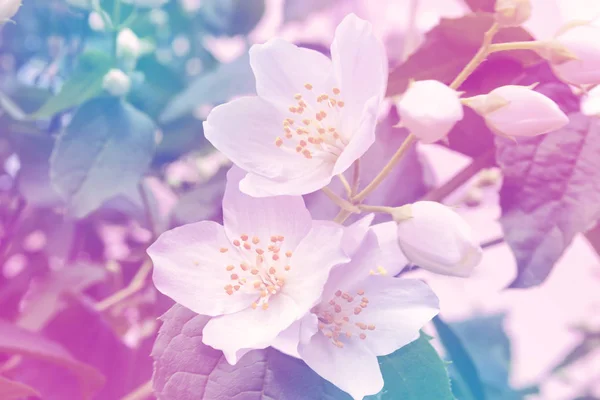 白色茉莉花分支微妙的春天的花朵 — 图库照片