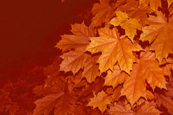 Höstlandskap med ljusa färgglada bladverk. Indian summer. — Stockfoto