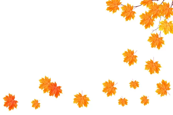 Heldere herfstbladeren kleurrijke — Stockfoto