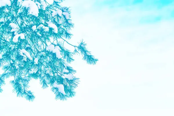 Floresta de inverno congelada com árvores cobertas de neve. — Fotografia de Stock