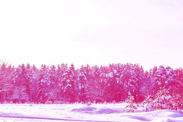 Floresta de inverno congelada com árvores cobertas de neve. — Fotografia de Stock