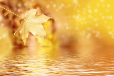 sonbahar manzara parlak renkli yeşillik ile. Pastırma yazı.