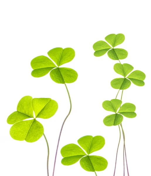 Zelený jetel listy izolované na bílém pozadí. St.Patrick — Stock fotografie