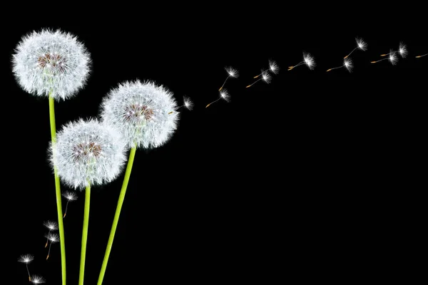 Morbido fiore di tarassaco. natura — Foto Stock