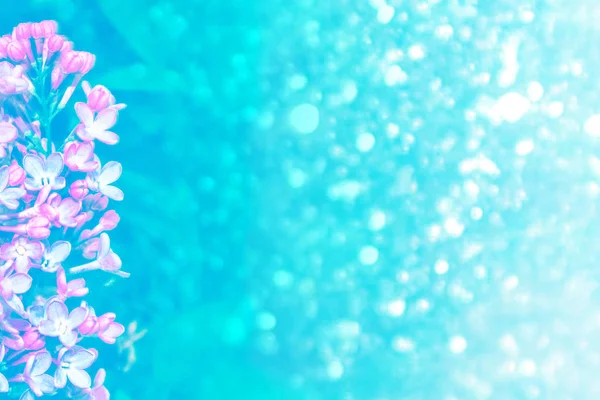 Fényes és színes virágok halványlila — Stock Fotó