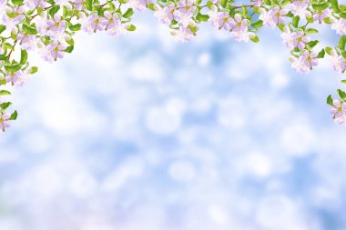 Çiçek açması şube elma. 