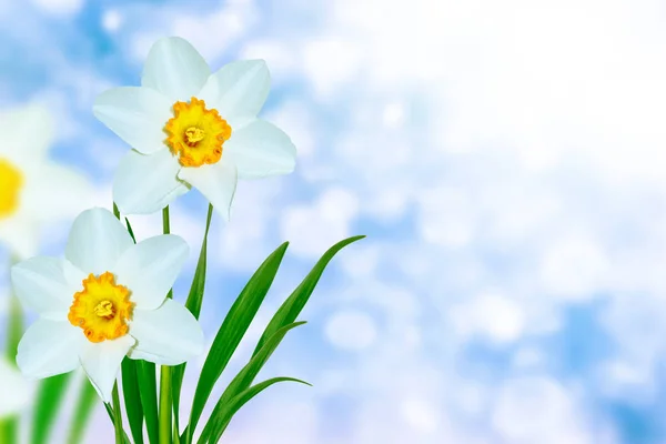 Fiori primaverili di narcisi . — Foto Stock