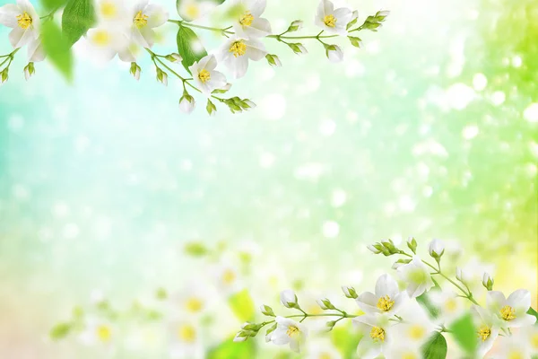 Λευκό γιασεμί το υποκατάστημα λεπτή ανοιξιάτικα λουλούδια — Φωτογραφία Αρχείου
