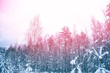  Karla kaplı ağaçlarla donuk kış ormanı.