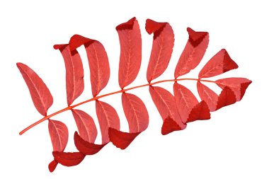 parlak renkli sonbahar yaprakları