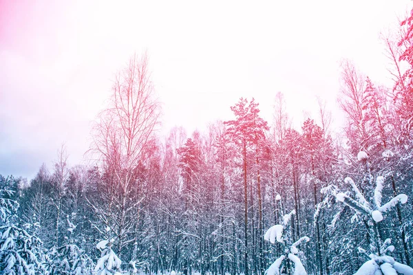 Floresta de inverno congelada com árvores cobertas de neve. — Fotografia de Stock