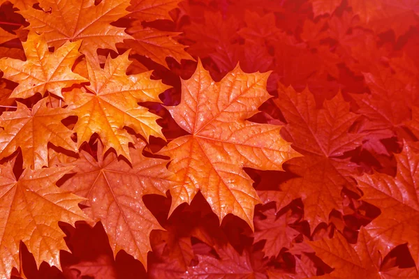 Paisaje de otoño con follaje de colores brillantes. Verano indio . —  Fotos de Stock