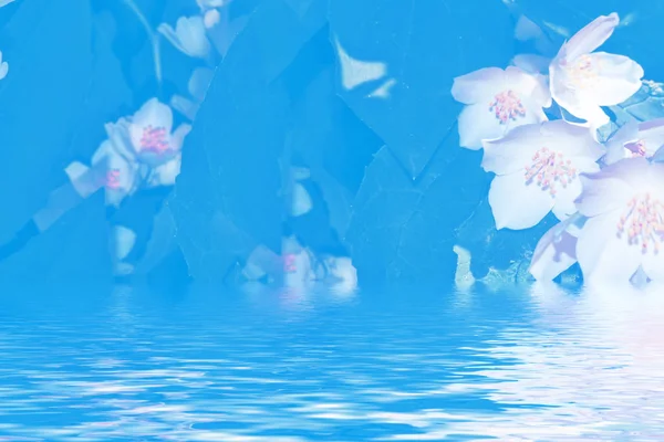 Jasmim branco O ramo delicadas flores de primavera — Fotografia de Stock