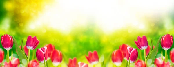 Brilhante flores coloridas primavera — Fotografia de Stock