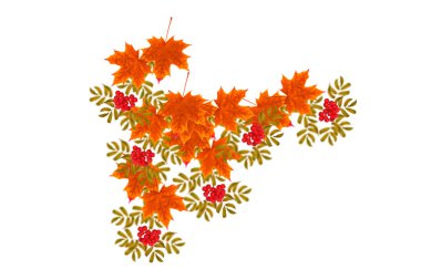 Parlak renkli sonbahar yaprakları. Rowan