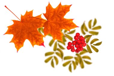 Parlak renkli sonbahar yaprakları. Rowan